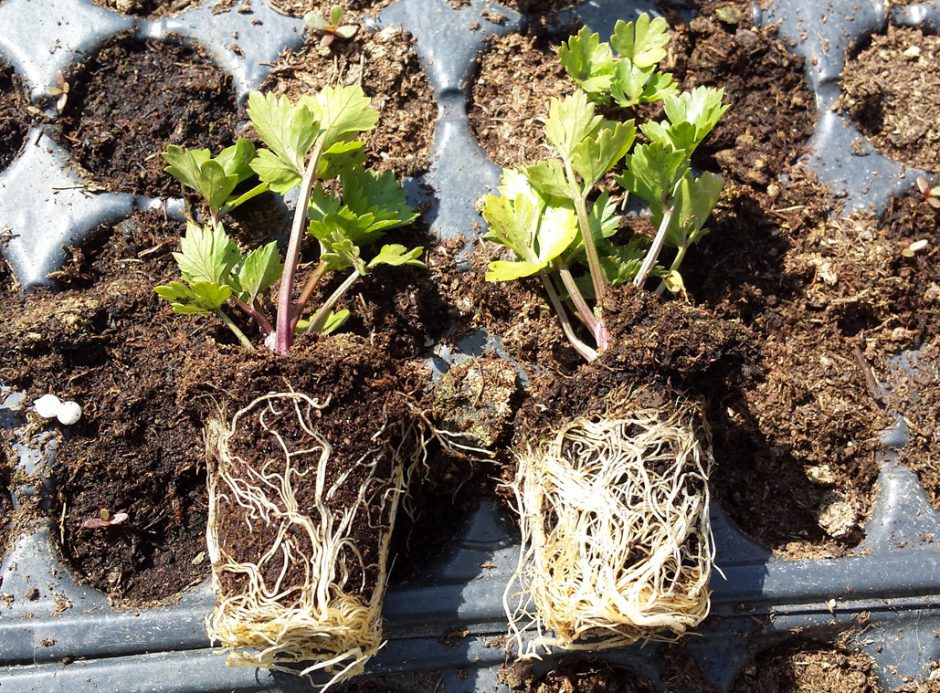Problemi di radici? ALGAREN TWIN è la soluzione di GREEN HAS ITALIA